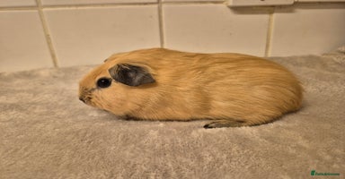 Guinea Pig rodents - Advert 13