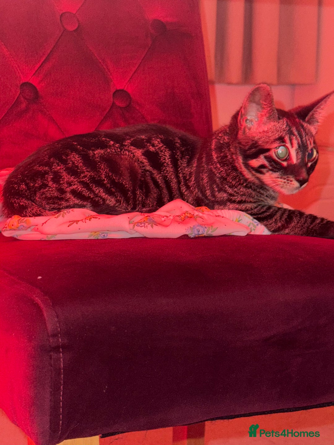 Bengal cats for sale: Rory the bengal - Image 7