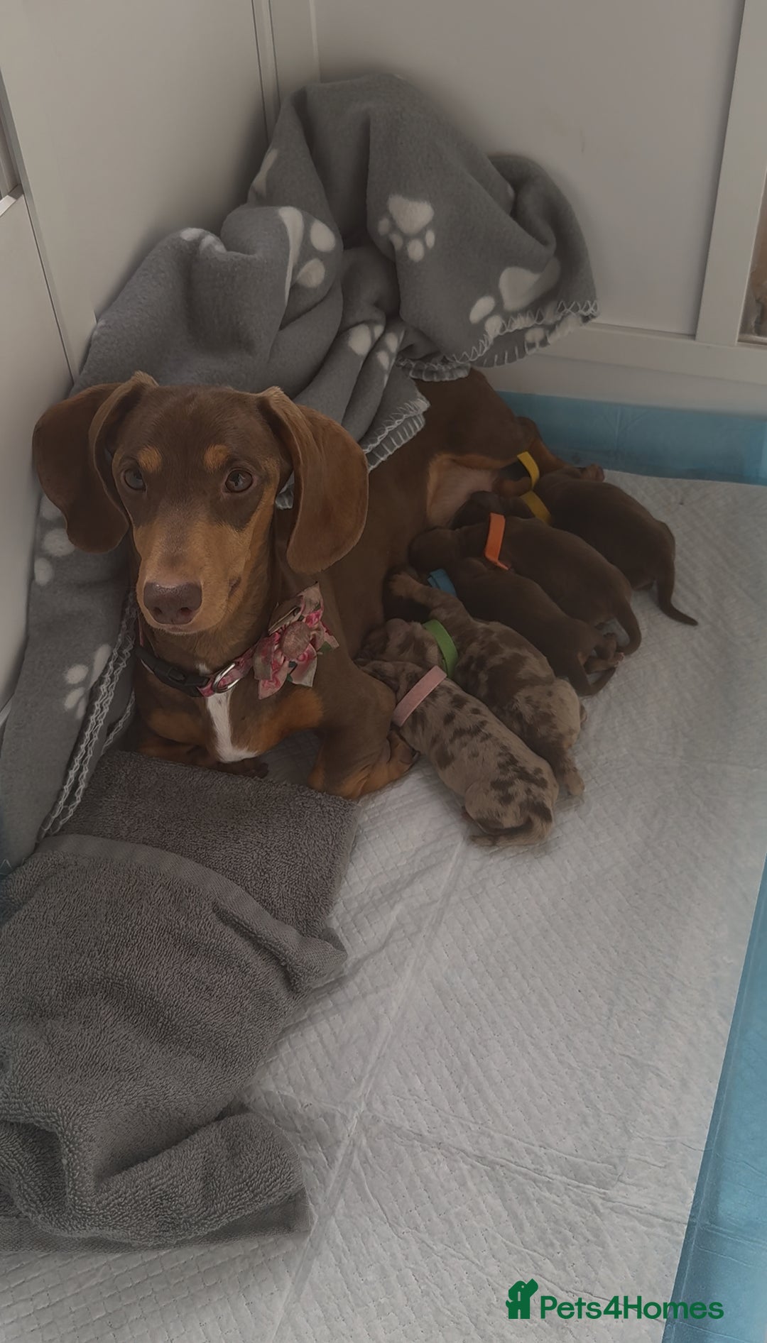 Miniature Dachshund dogs for sale: Gorgeous miniature dachshunds   - Advert 1