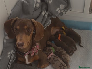 Miniature Dachshund dogs Gorgeous miniature dachshunds - Advert 1