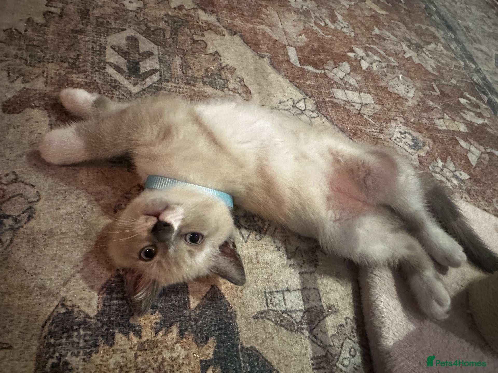 Scottish Fold cats Scottish fold and British shorthair kittens - Advert 2