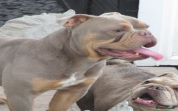 Olde English Bulldogge dogs for stud: Dougie for stud beautiful lilac tri boy proven in Thetford - Image 3