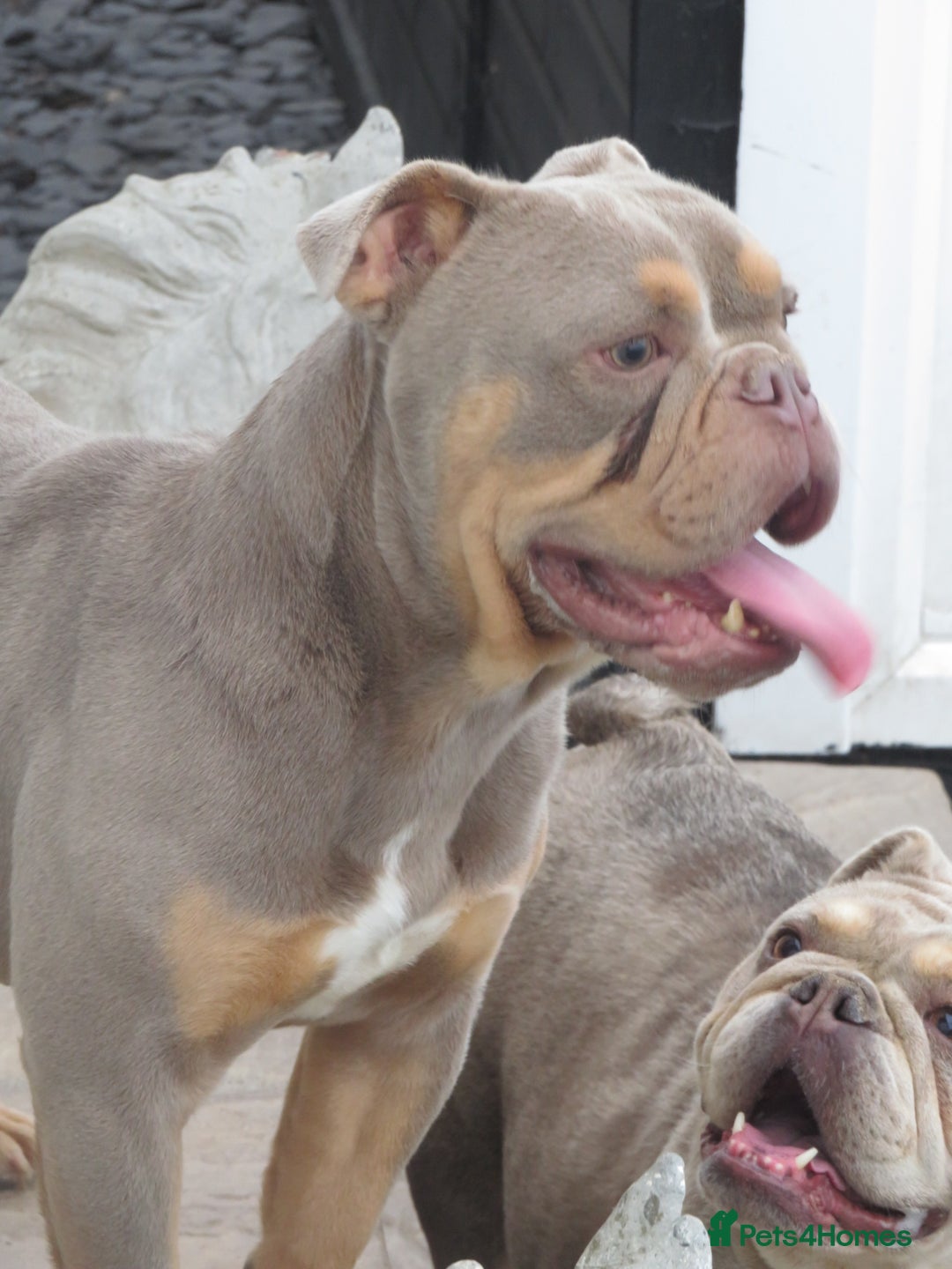 Olde English Bulldogge dogs for stud: Dougie for stud beautiful lilac tri boy proven in Thetford - Image 3