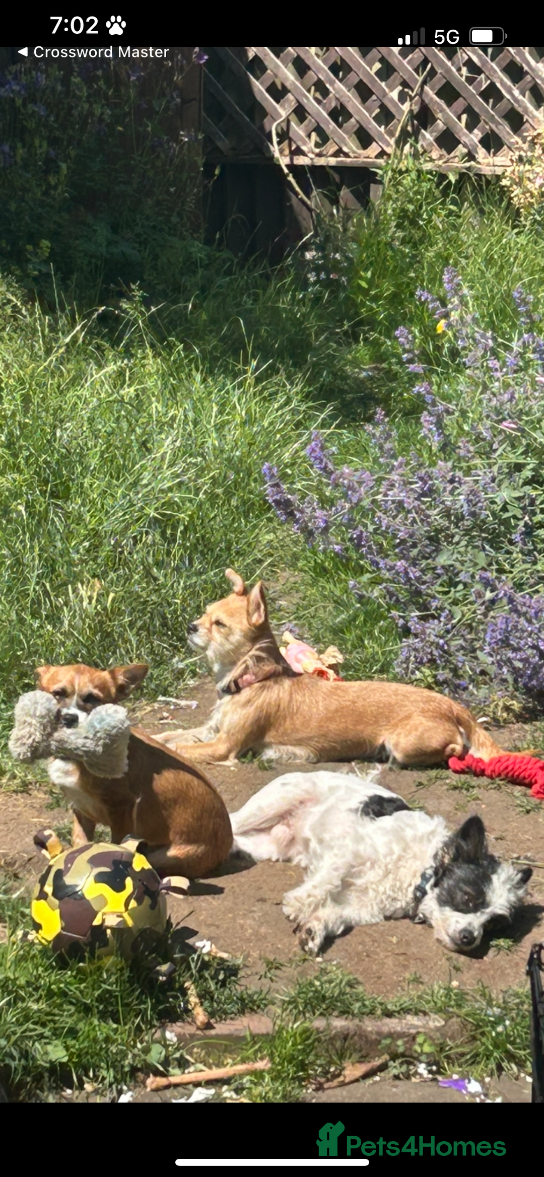 Mixed Breed dogs for sale: Jackawawa 1 year old Hugo - Image 15