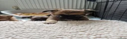Chihuahua dogs for sale: Chihuahua puppy's  - Advert 31