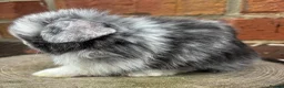 Mini Lop rabbits for sale: Pedigreed pure bred mini lops  - Advert 6