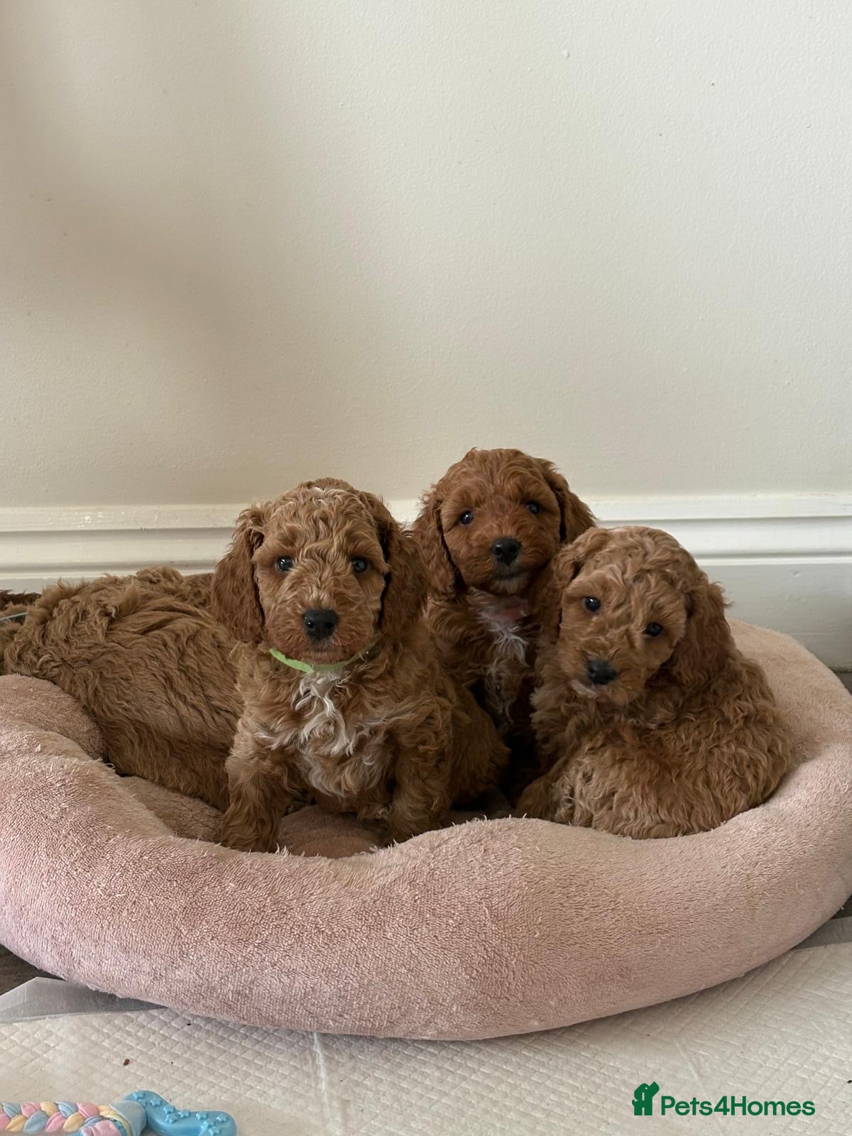 Cockapoo dogs 🐾 Adorable F1B Cockerpoo Puppies – Ready Soon! 🐾 - Advert 2