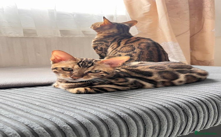 Bengal cats in Northampton - Advert 5
