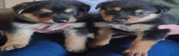 Rottweiler dogs for sale: Beautiful Rottie puppies  in Bath - Advert 3