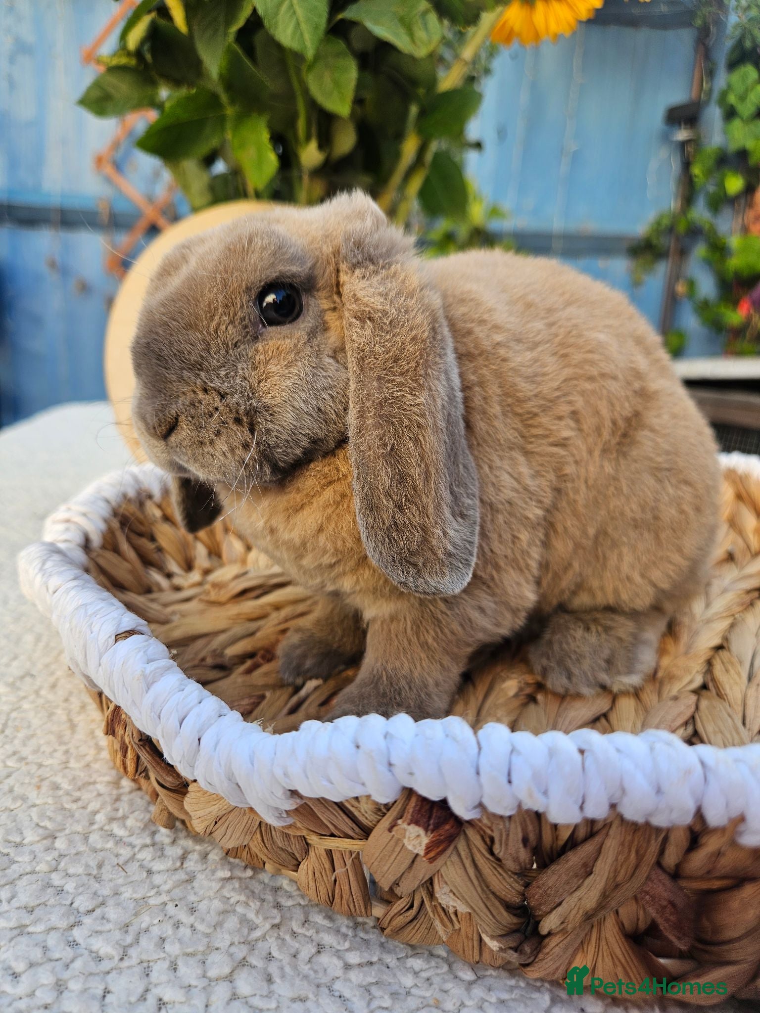 Mini Lop rabbits 9 weeks Purebred Mini Plush Lops- Suffolk - Advert 2