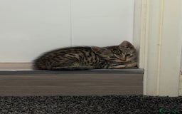 Mixed Breed cats for sale: Beautiful 9 WK Kitten Looking for a Loving Home  - Image 1
