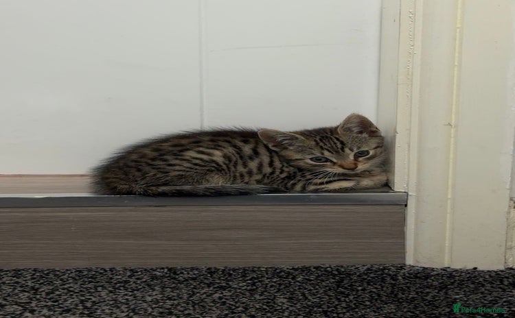 Mixed Breed cats - Advert 16
