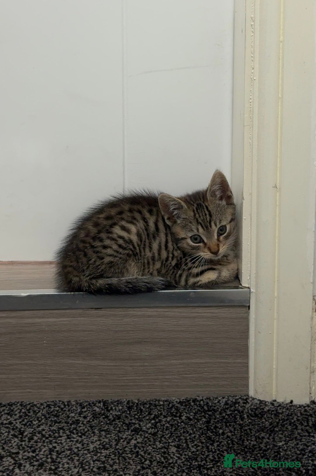 Mixed Breed cats for sale: Beautiful 9 WK Kitten Looking for a Loving Home  - Image 1