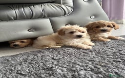 Maltipoo dogs for sale: Outstanding F1 Maltipoo Puppies - Image 3
