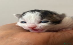 Mixed Breed cats for sale: Seven Tiny Adventures Waiting for Their Families - Advert 11