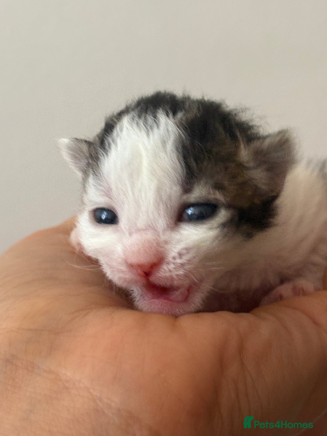 Mixed Breed cats for sale: Seven Tiny Adventures Waiting for Their Families - Advert 11