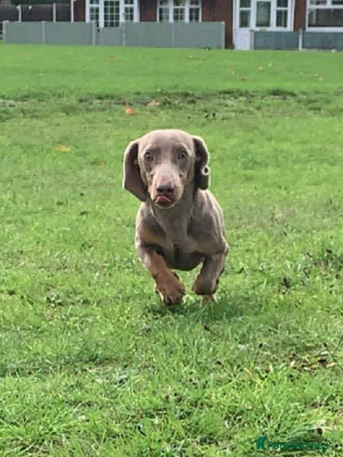 Dachshund dogs Available stud miniature dashund - Advert 1