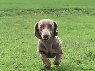 Dachshund dogs Available stud miniature dashund - Advert 7