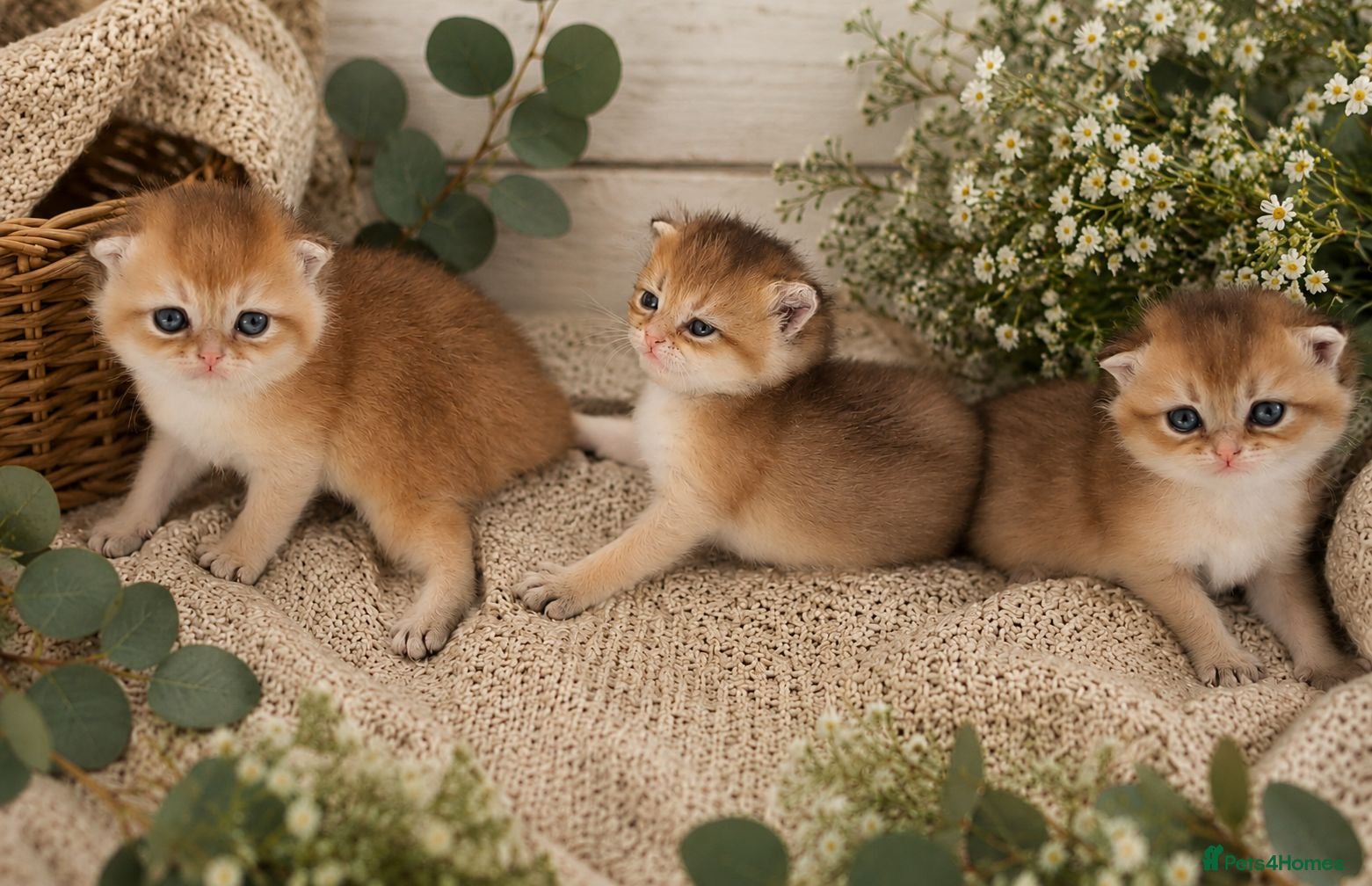 British Shorthair cats Pedigree Golden British Shorthair kittens - Advert 1