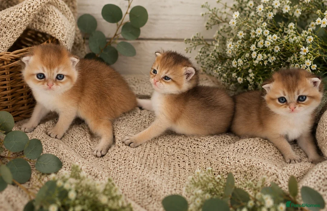 British Shorthair cats for sale: Pedigree Golden British Shorthair kittens - Advert 1