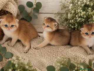 British Shorthair cats Pedigree Golden British Shorthair kittens - Advert 1