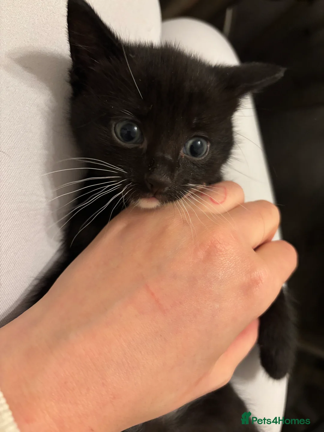 Mixed Breed cats for sale: Tuxedo and Bombay  kittens for sale  - Advert 1