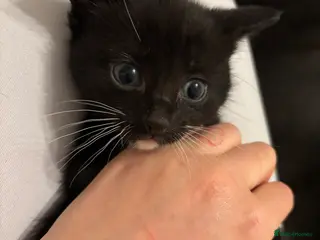 Mixed Breed cats Tuxedo and Bombay kittens for sale - Advert 1