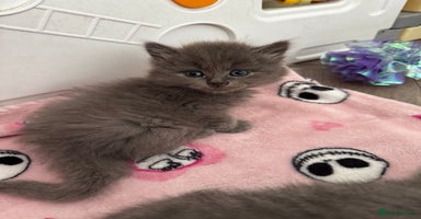 British Shorthair cats - Advert 10