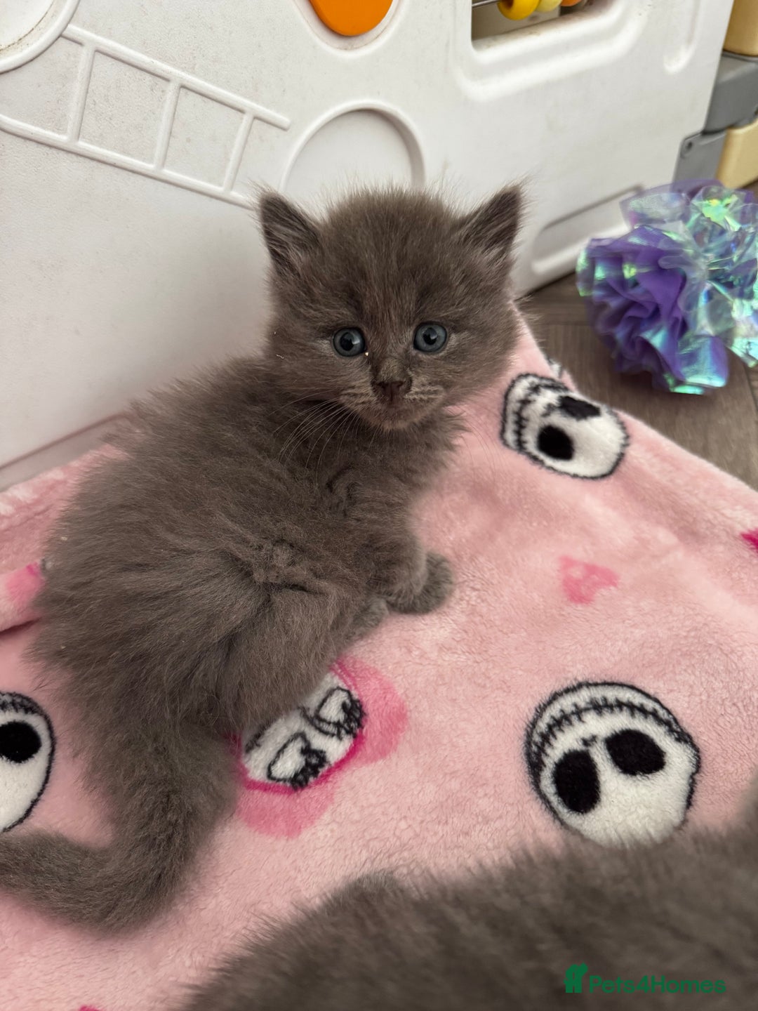 British Shorthair cats for sale: Beautiful British Shorthair Kittens - Image 2