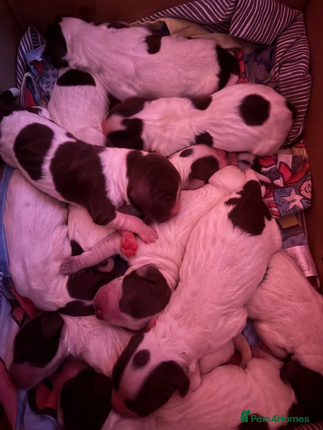 Sprocker dogs for sale: STUNNING SPROCKER PUPS - Advert 1