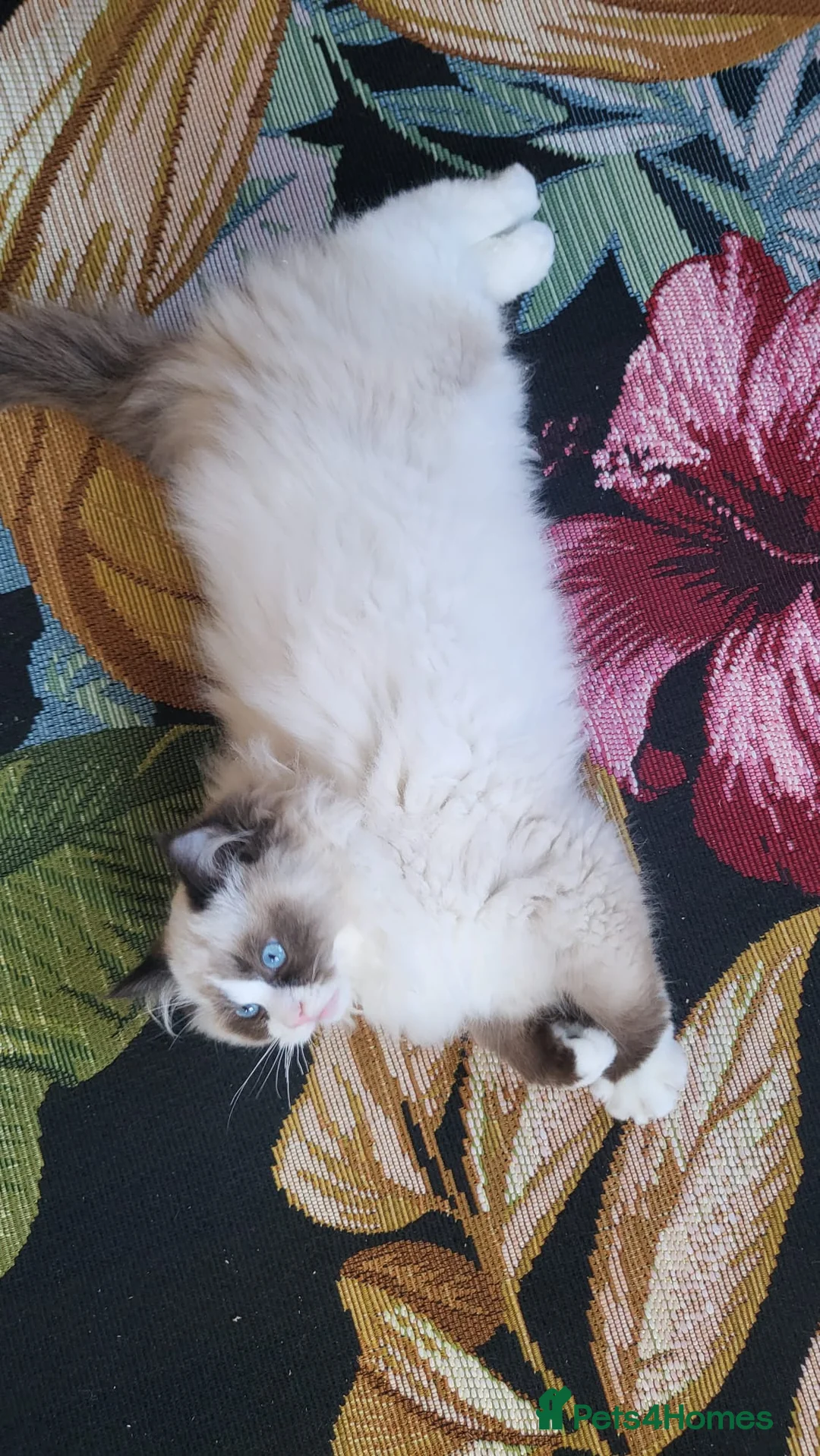 Ragdoll cats for sale: Champion Sired Ragdoll Kittens  - Advert 11