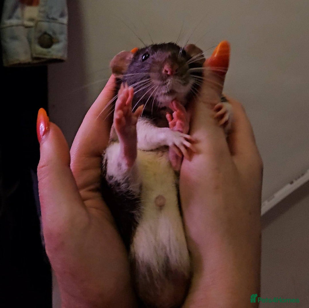 Rat rodents for sale: X3 Male Rats & Cage (cage can be sold seperately) - Advert 2