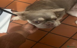 French Bulldog dogs for sale: 🐾 Adorable Fluffy French Bulldog for Sale! 🐾 - Image 5