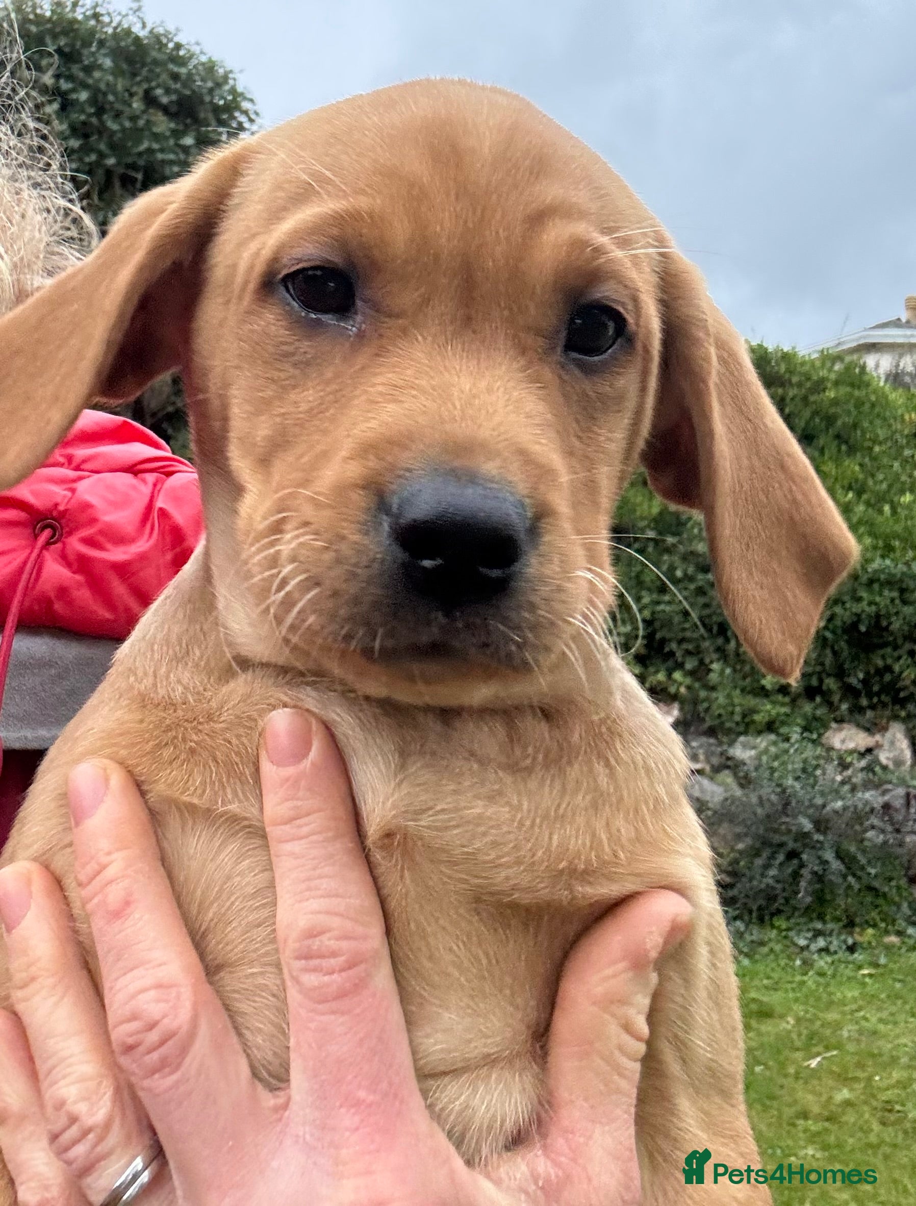 Labrador Retriever dogs Ready Now! Beautiful Labrador Puppies - Advert 12