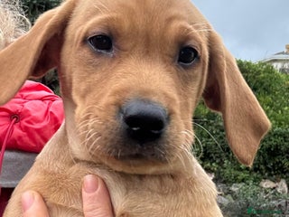 Labrador Retriever dogs Ready Now! Beautiful Labrador Puppies - Advert 1