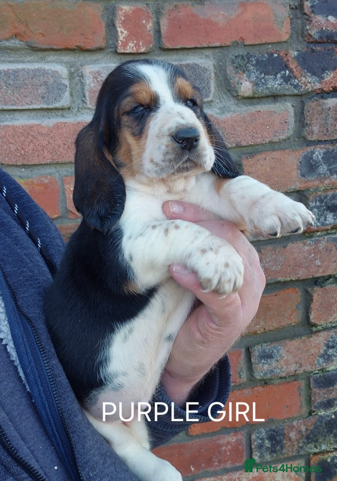 Basset Hound dogs for sale: KC BASSET HOUND PUPPIES FROM HEALTH TESTED PARENTS - Advert 13