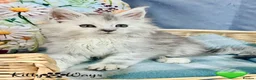 Maine Coon cats for sale: 🐾💠 *TICA REG* SILVER MAINE COON KITTENS 💠🐾 - Advert 13