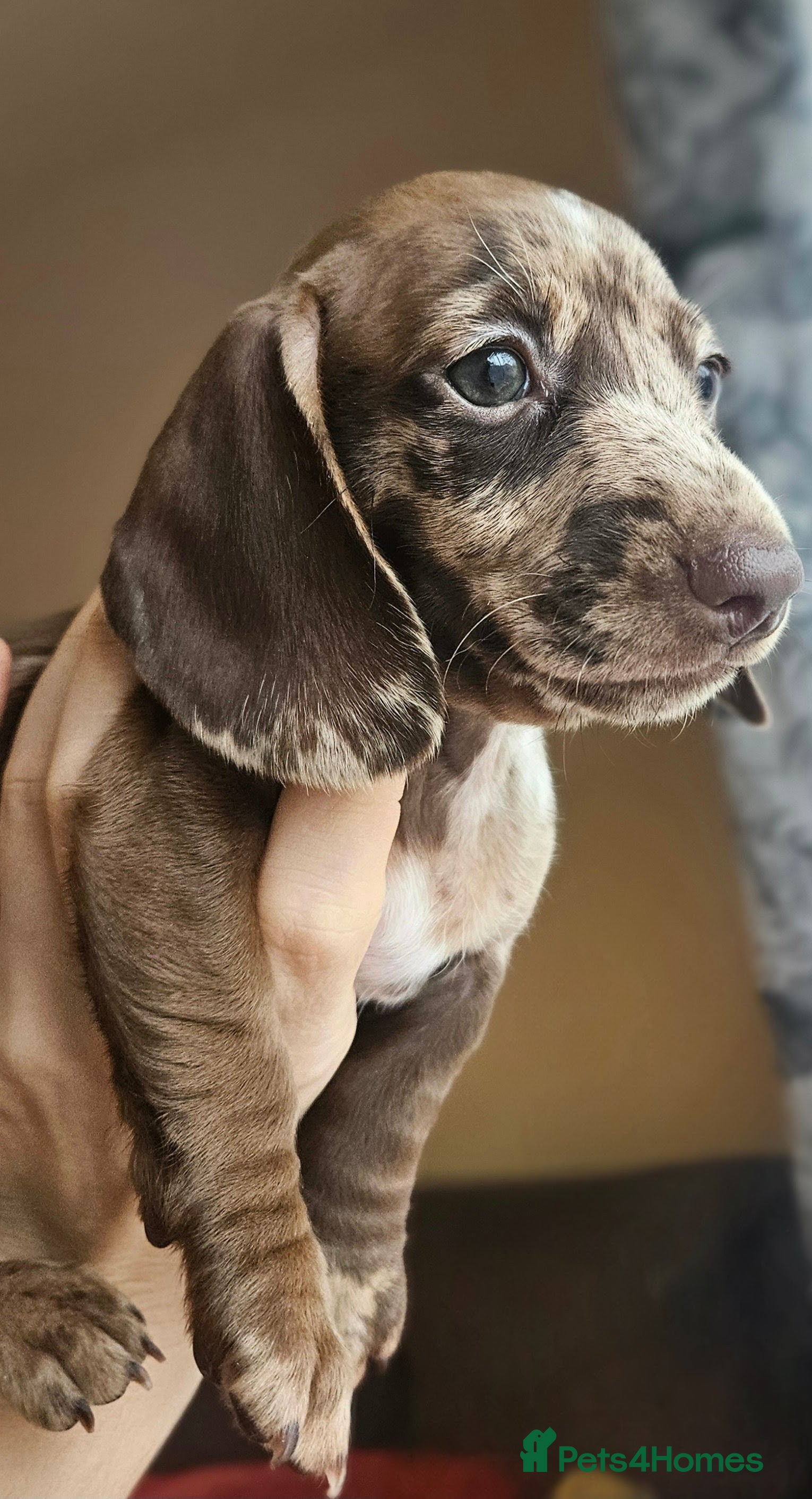 Miniature Dachshund dogs Miniature dachshund girls - Advert 14