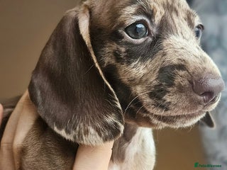 Miniature Dachshund dogs Miniature dachshund girls - Advert 14