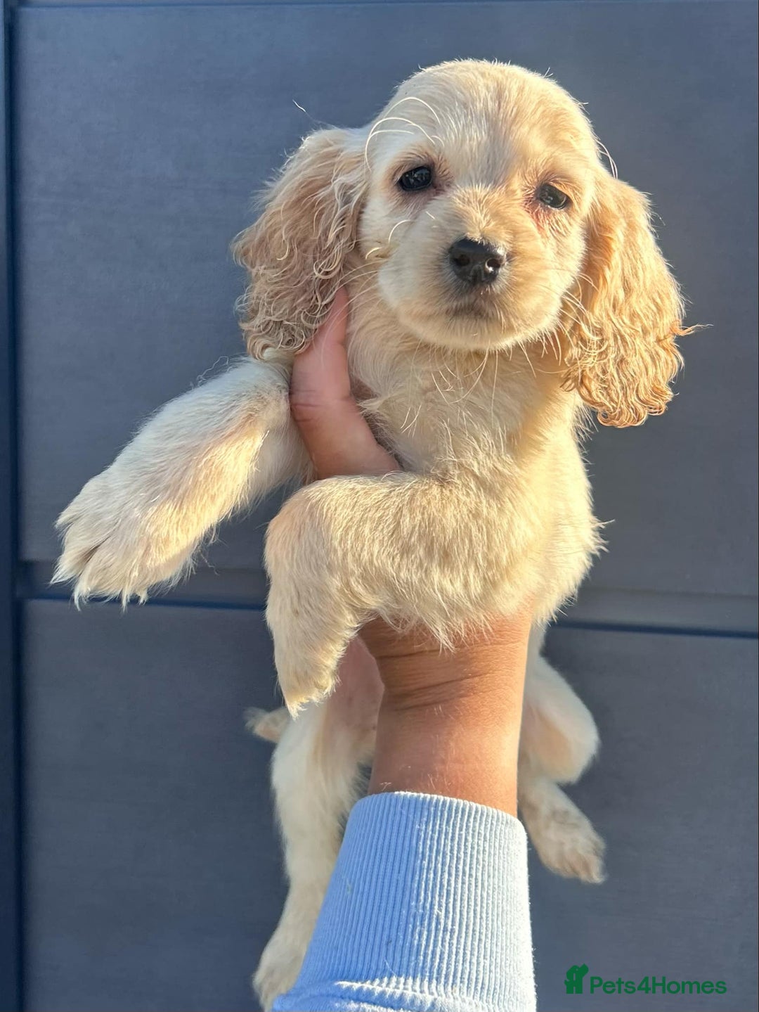 Cockapoo dogs for sale: Stunning cockapoo puppies - Image 12