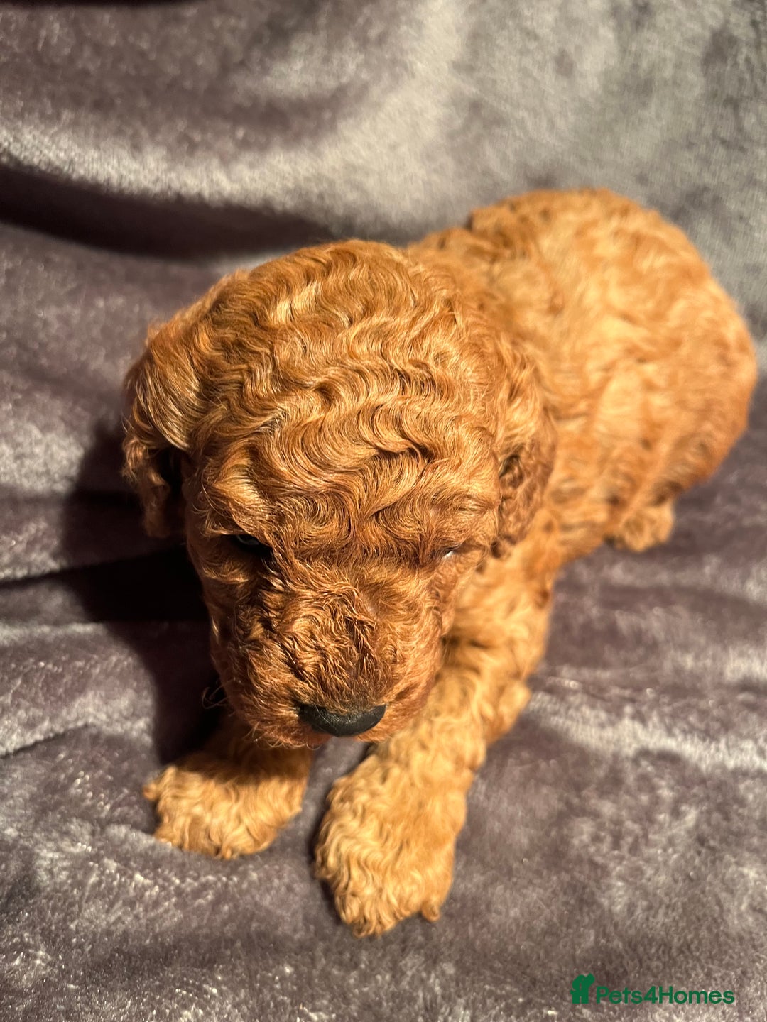 Cavapoo dogs for sale: Cavapoo puppies  - Image 2