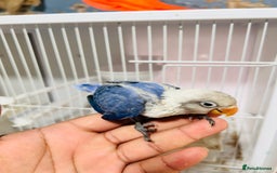 Lovebirds birds for sale: Handreared mutation lovebirds for sale  - Image 8