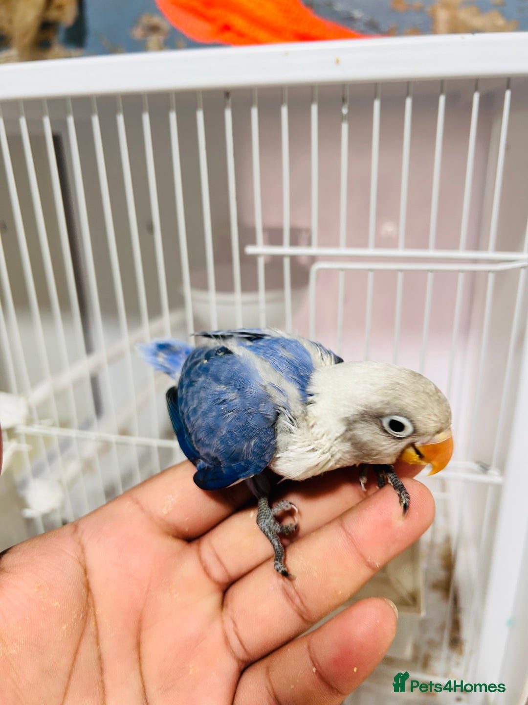 Lovebirds birds for sale: Handreared mutation lovebirds for sale  - Image 8