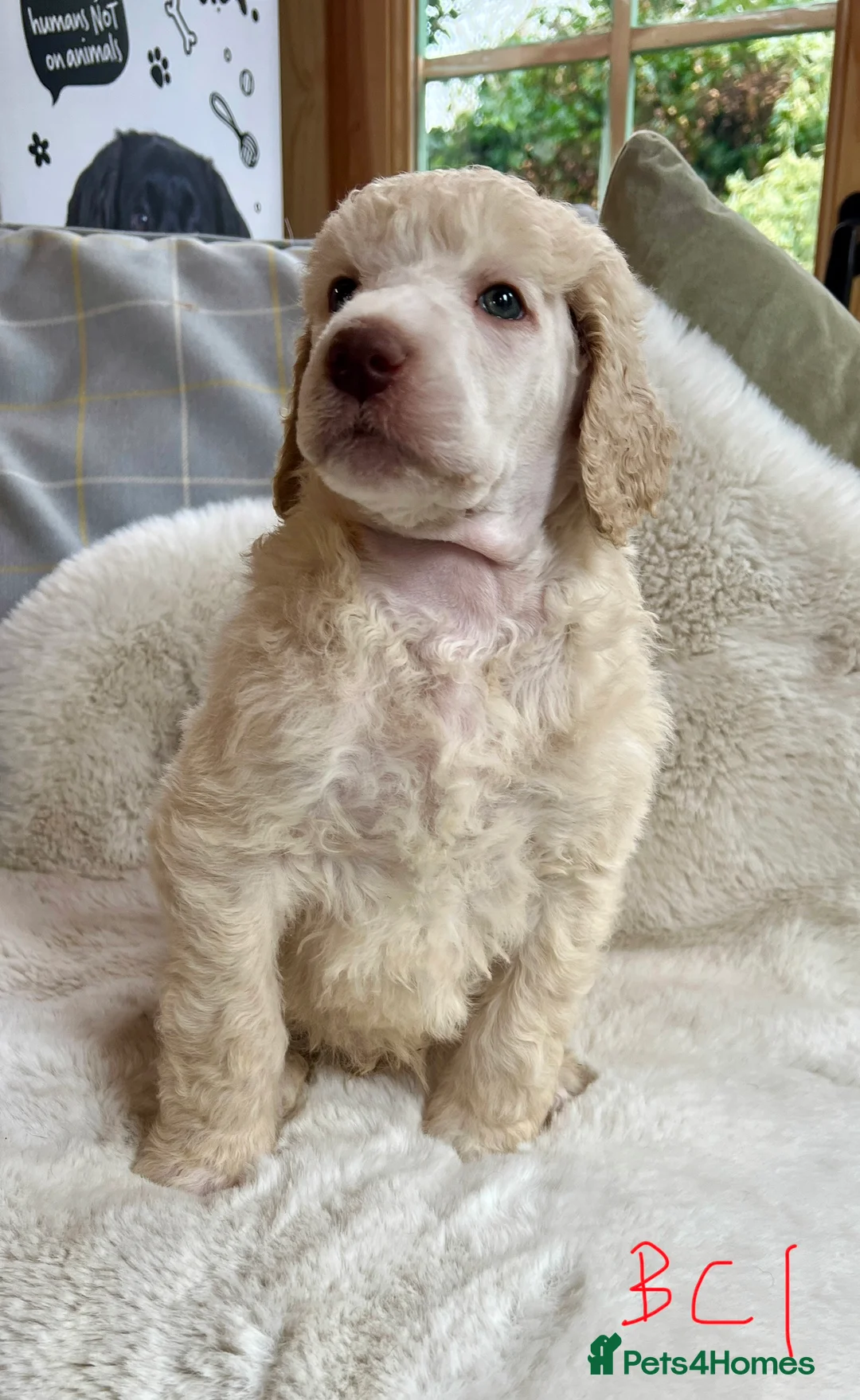 Standard Poodle dogs for sale: Stunning KC reg standard poodles  - Advert 20