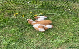 Guinea Pig rodents for sale: Baby guinea pigs  - Image 3