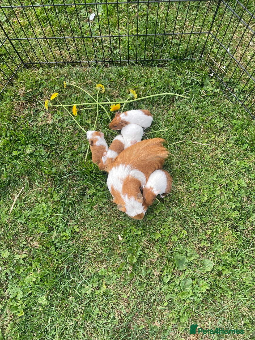 Guinea Pig rodents for sale: Baby guinea pigs  - Image 3