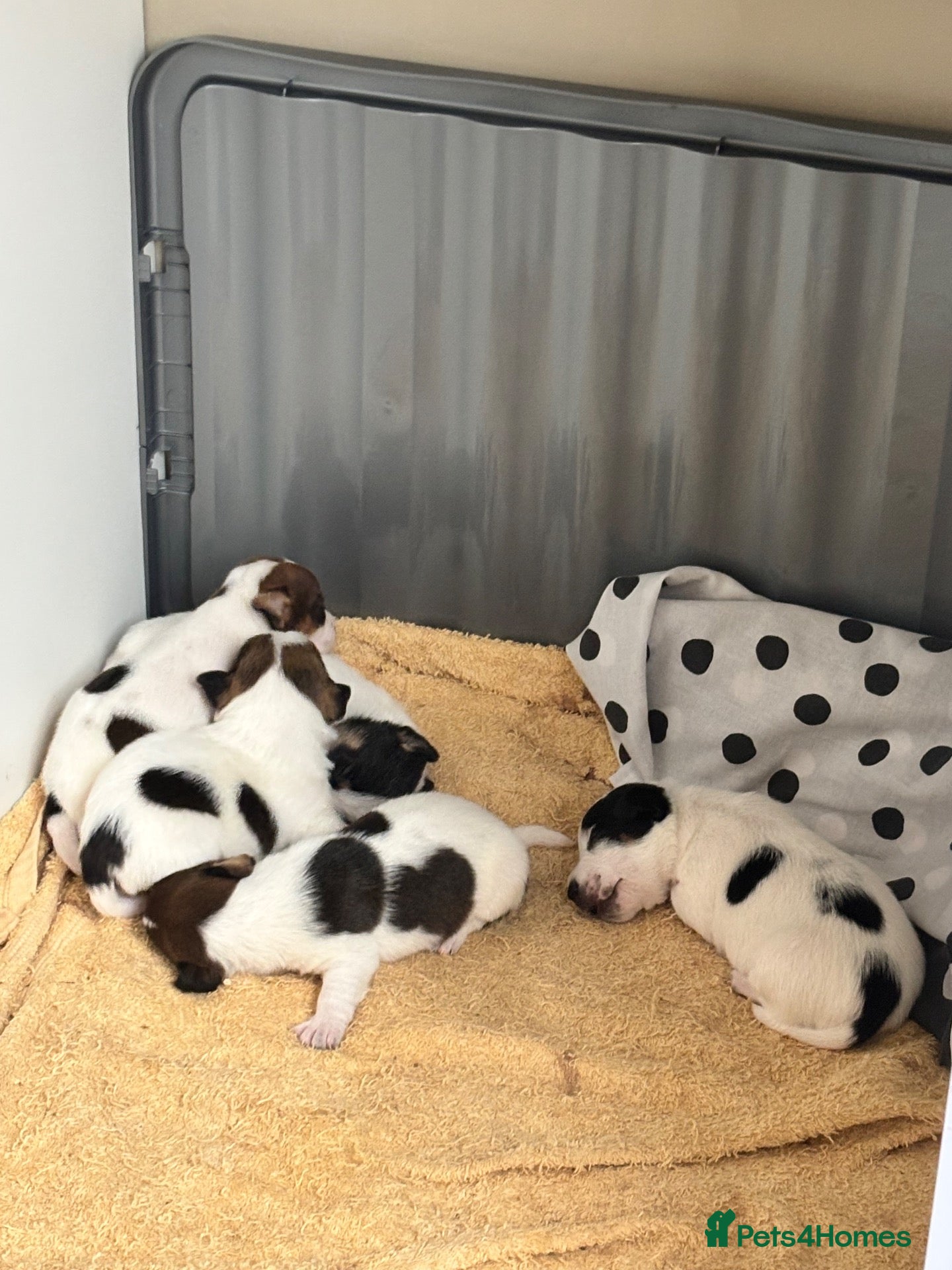 Jack Russell dogs Beautiful Jack Russel Pups 🩵🩷 - Advert 1