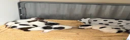 Jack Russell dogs for sale: Beautiful Jack Russell Pups 🩵🩷 - Advert 1