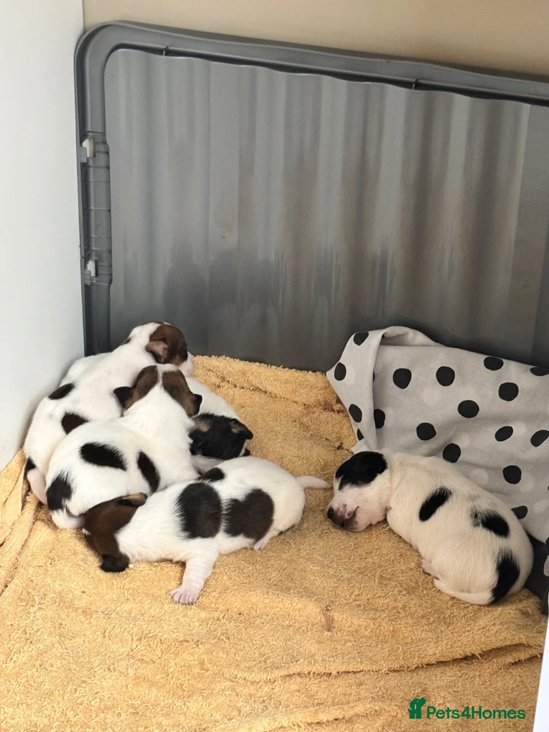 Jack Russell dogs for sale: Beautiful Jack Russell Pups 🩵🩷 - Advert 1