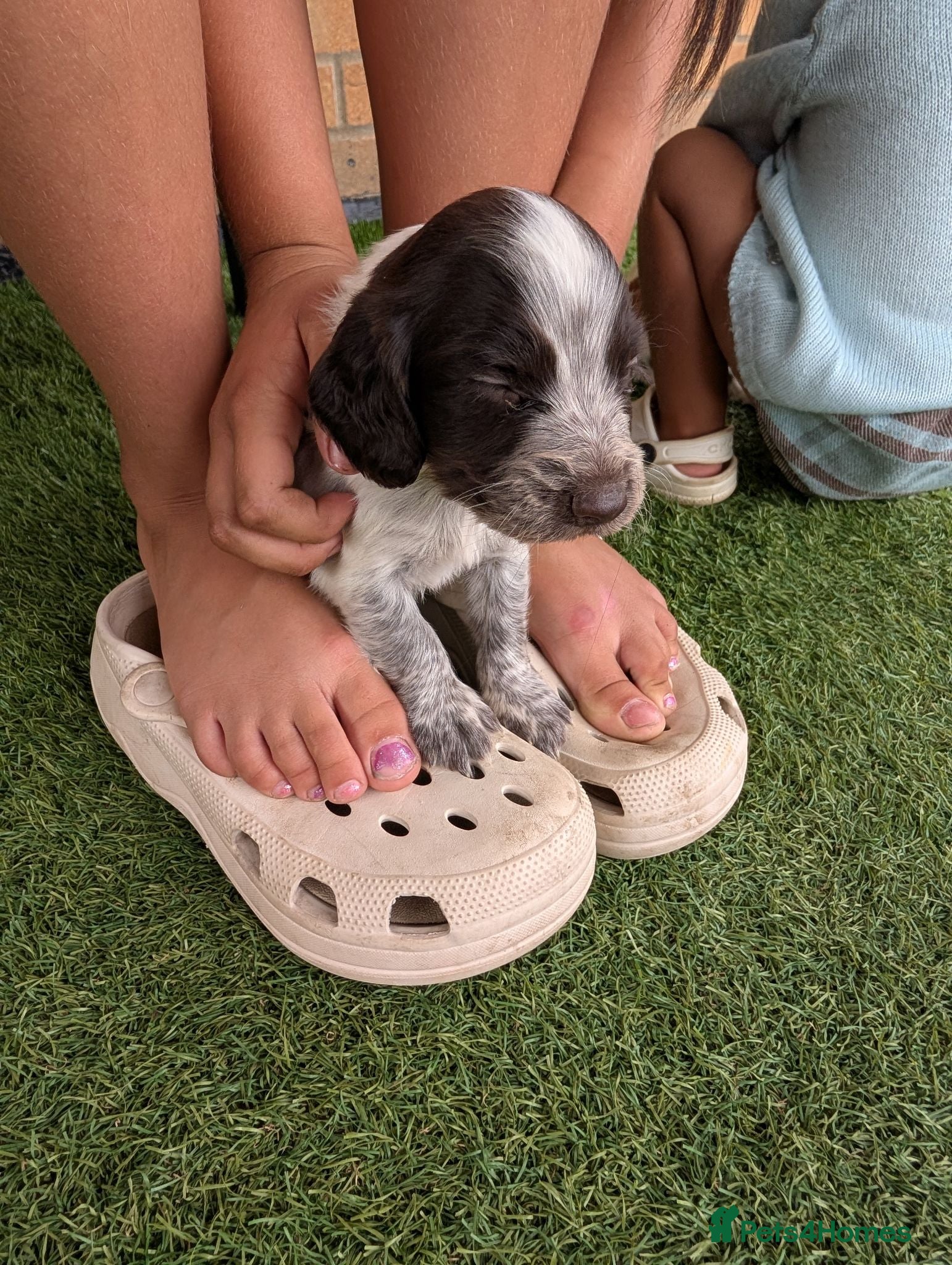 Cocker Spaniel dogs Adorable cocker spaniels for sale  - Advert 1
